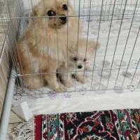 توله سگ پامرانین خرسی توله سگ پامرانین|سگ|نسیم‌شهر, |دیوار