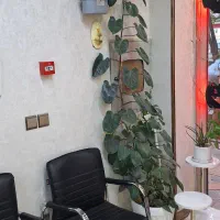 فیلودندرون سبز ۳ متر