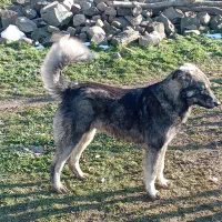 سگ نر ۷ ماهه