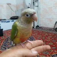 طوطی گرینچیک سالم سر حال فول اشتی