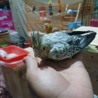 کوتوله|پرنده|بندرعباس, |دیوار