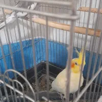 یک جفت عروس هلندی مولدوایت فیس نر لوتینوماده