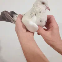 کبوتر هما|پرنده|نوشین شهر, |دیوار