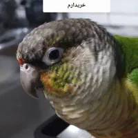 طوطی گیرینچیک گم شده محدوده بلوار هوشیار