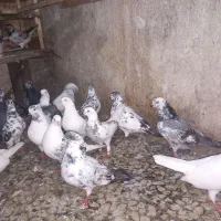 گنجه کبوتر قلمه براجوجه کشی