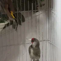 سهره نشاندار جفت