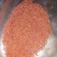 گندم بذری 27000