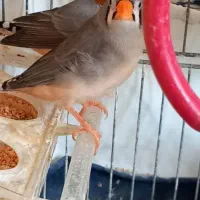 فنچ های زیبا سالم سرحال پرورش خونگی