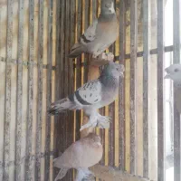 سوسنی ونکی|پرنده|شیراز, نیستان|دیوار