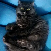 گربه گمشده در کوی نیرو