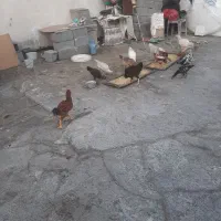 مرغ و خروس و جوجه رسمی|حیوانات مزرعه|محمدشهر, محمدشهر|دیوار