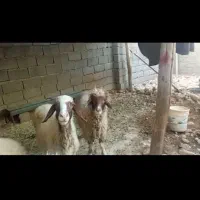 گوسفند آشتی وگوشتی