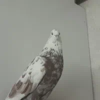 دو عدد کبوتر باخت رفته