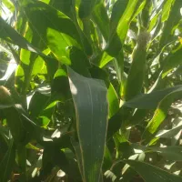 ذرت علوفه ای دانه دار|عمده‌فروشی|راهگان, |دیوار