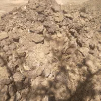 بار.گاو