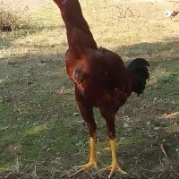 خروس و ۲ تا مرغ لاری اصیل