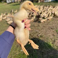 جوجه اردک و غاز بالغ|حیوانات مزرعه|رشت, تازه آباد|دیوار