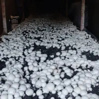 قارچ سبدی/کارتنی/بسته بندی|خوردنی و آشامیدنی|ارژن, |دیوار