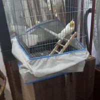 ۲عدد ماده یه نر سخنگو سالم سرحال