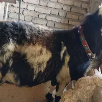 افشار پلنگی بز غاله نر