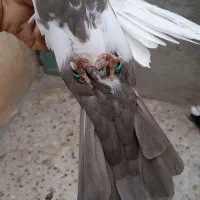 سه تا نر پرشتی