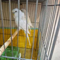 کوتوله و مرغ عشق|پرنده|کاشان, پشت شهربانی|دیوار