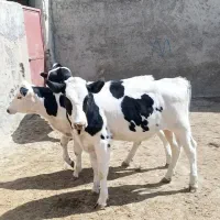 3 راس گوساله ماده خالص مخصوص داشتی