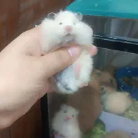 همستر سوری سنجابی