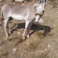 الاغ رمه مادیون کش