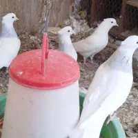 طوق آبی|پرنده|بیرجند, |دیوار