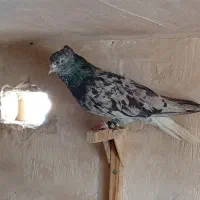 کبوتر بهبهانی