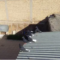 سیاه دمسفید