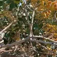 افزایش باردهی و اصلاح ساختار خاک و درمان آفات