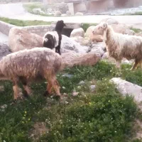 میش|حیوانات مزرعه|ایذه, |دیوار