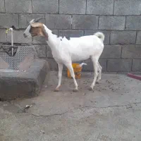 بزها سالم سرحال|حیوانات مزرعه|میناب, |دیوار