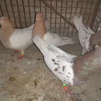 کبوتر کله ای