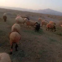 قوچ|حیوانات مزرعه|حاجی آباد, |دیوار