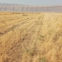بره