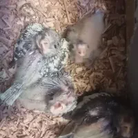 جوجه عروس هلندی 3 هفته ای