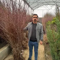 نهال بادام تجاری و خوش فرم|خدمات باغبانی و درختکاری|تاکستان, |دیوار