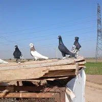 کفتر پرنده|پرنده|الوند, |دیوار