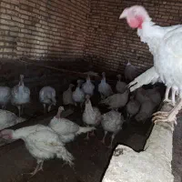 بوقلمون گوشتی کاملا ارگانیک و سالم|حیوانات مزرعه|مشهد, طبرسی شمالی|دیوار