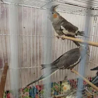 عروس هلندی نر خاکستری|پرنده|گرگان, |دیوار