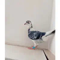 ابلغ آلمانی نر