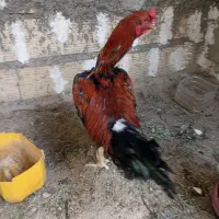 خروس ل|حیوانات مزرعه|هیرمند, |دیوار