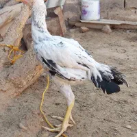 جوجه خروس|حیوانات مزرعه|سلامی, |دیوار