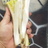 کنگرتازه‌آبدار