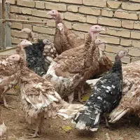 15بوقلمون|حیوانات مزرعه|سمیرم, |دیوار