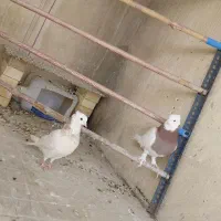 یک جفت کفتر طوقی