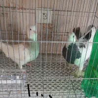 کبوتر فروشی|پرنده|تفت, |دیوار